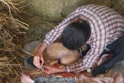 اولین عمل سزارین موفق جبیر در پارک ملی دریایی نای بند