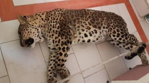 توضیحات رییس سازمان محیط زیست در مورد تلف شدن اخیر پلنگ و خرس