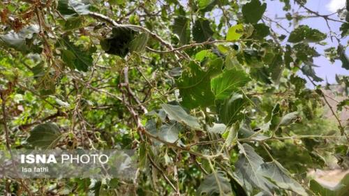 جنگل های بلوط کهگیلویه و بویراحمد و زاگرس درحال نابودی