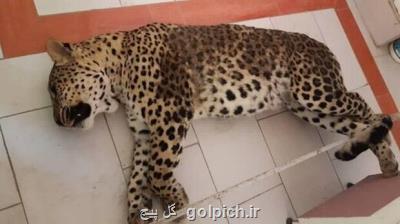 توضیحات رییس سازمان محیط زیست در مورد تلف شدن اخیر پلنگ و خرس