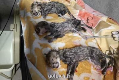 هدیه ایران به ایران