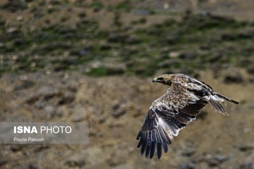 رهاسازی پرندگان شکاری همدان در تاریک دره
