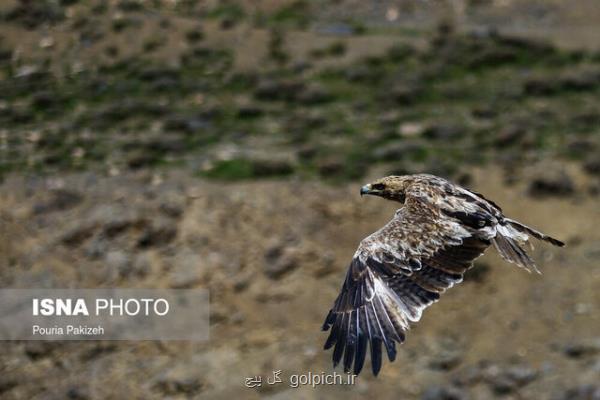 رهاسازی پرندگان شکاری همدان در تاریک دره