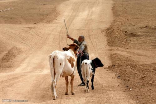 افزایش ۲ درصدی جمعیت علفخواران کشور در سرشماری سال قبل