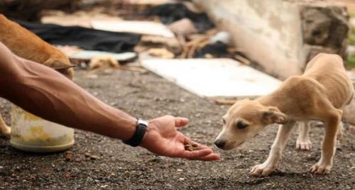 غذارسانی به حیوانات لطمه به چرخه طبیعت