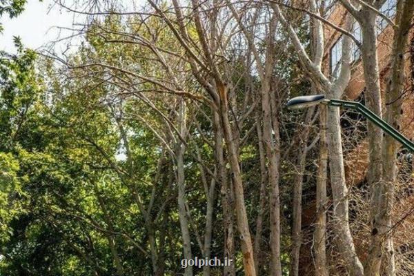 قطع درختان معابر عمومی به سبب تساهل شهرداری است