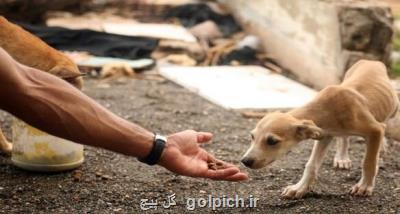 غذارسانی به حیوانات لطمه به چرخه طبیعت