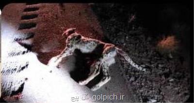 تصادف توله یوز آسیایی در اطراف منطقه حفاظت شده توران