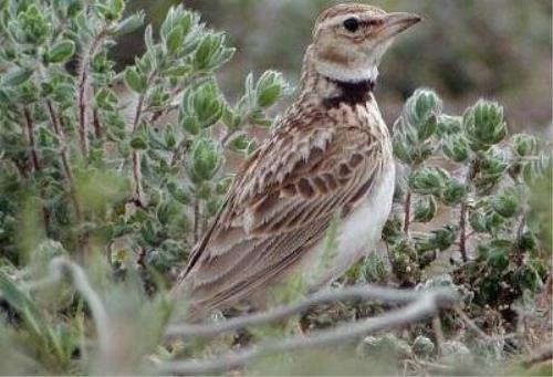 کشف 30 عدد طرقه وحشی از دوشنبه بازار قم