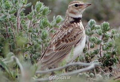 کشف 30 عدد طرقه وحشی از دوشنبه بازار قم