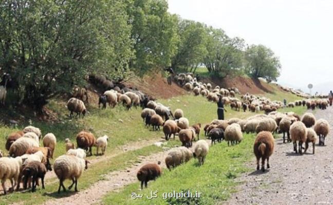 صدور ۳۸۲ هزار فقره پروانه چرا در کشور