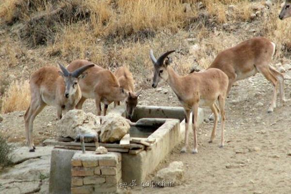 ایجاد آبشخور در مناطق تحت مدیریت محیط زیست لرستان