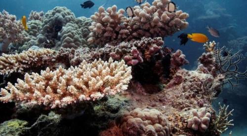 دیواره بزرگ مرجانی استرالیا، میراث جهانی در معرض خطر