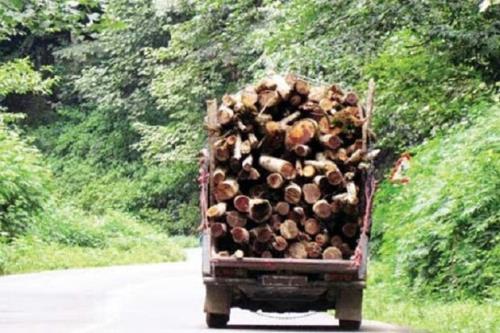 89 تن چوب و زغال جنگلی قاچاق در اصفهان کشف شد