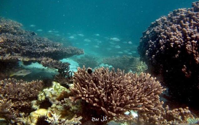 وضعیت سخت مرجان ها، راه چاره چیست؟