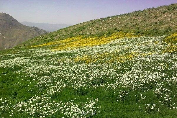 وجود دوسوم گونه های گیاهی اروپا در مراتع ایران
