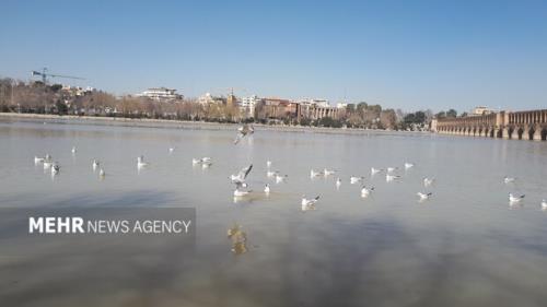 شمار پرندگان مهاجر در زاینده رود به کمتر از ۱۰۰۰ قطعه رسید