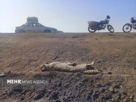 سپر حفاظتی یوزپلنگ ایرانی از تصادفات جاده ای پیشنهاد شد