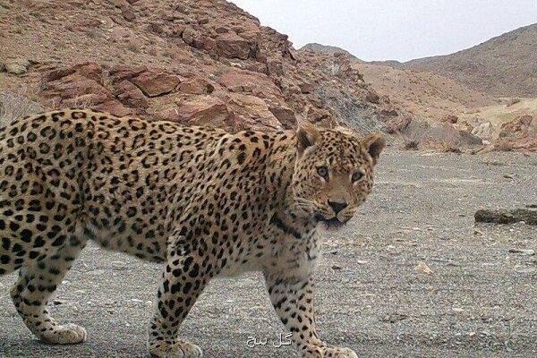 مشاهده پلنگ در منطقه کردان