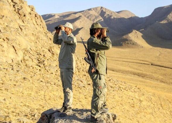 آماده باش برای صیانت از مهم ترین گونه چتر در خراسان رضوی