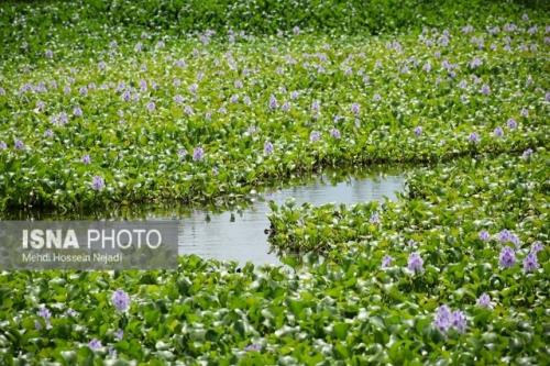 آبگیر سفیر امید آستارا میزبان گیاه مهاجم سنبل آبی