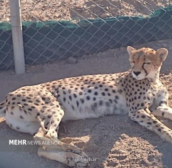 وضعیت جسمی دلبر مطلوب نمی باشد