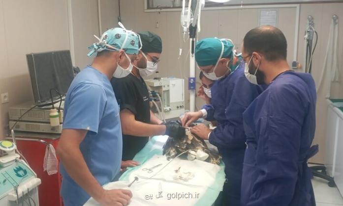 عقاب صدمه دیده در اصفهان جراحی شد