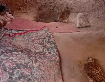 انهدام پناهگاه غیرقانونی شکارچیان پرندگان شکاری در آرادان