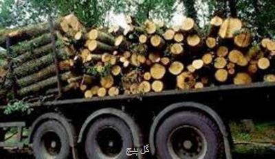 ماجرا قطع درختان صنوبر و دپو در چمستان