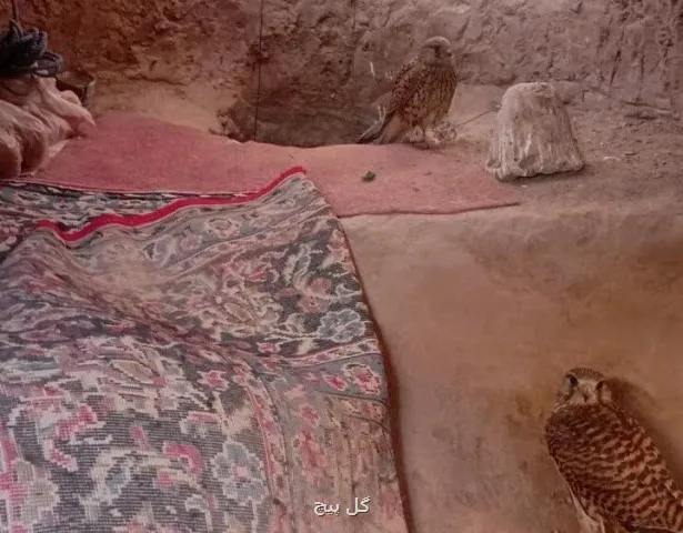 انهدام پناهگاه غیرقانونی شکارچیان پرندگان شکاری در آرادان