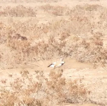 برای اولین بار  ثبت و مشاهده چکاوک هدهدی در این استان