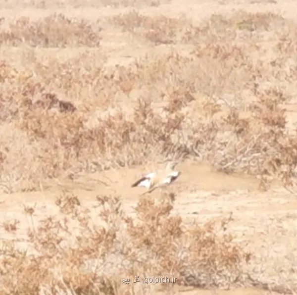 برای اولین بار  ثبت و مشاهده چکاوک هدهدی در این استان