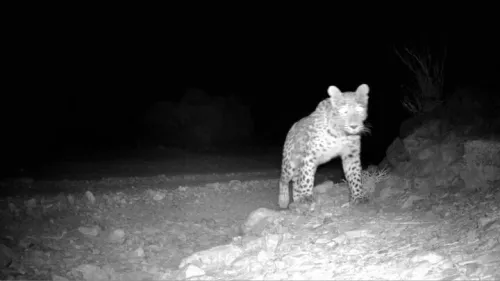 ثبت لحظه کم نظیر حضور پلنگ ایرانی در پارک ملی صیدوا مهدیشهر