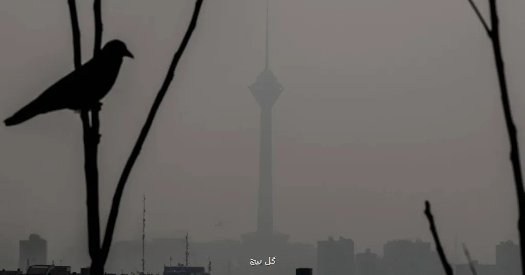 کاهش محسوس جمعیت گنجشک ها در تهران