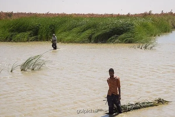 تشکیل ستاد هماهنگی و مدیریت تالاب های کشور در سطح ملی