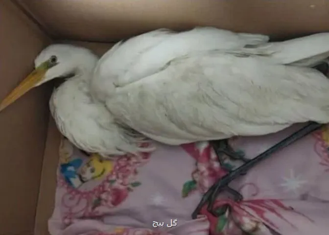 واکنش محیط زیست استان تهران به ادعای انتقال لک لک ها به شهرری