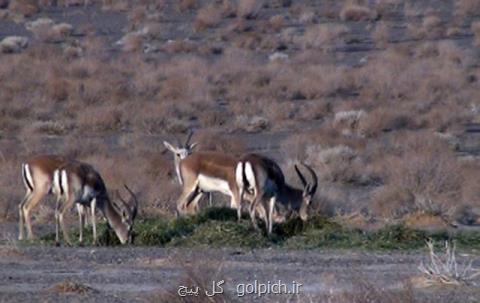سرشماری حیات وحش ارتفاعات شمال تهران برای اولین بار
