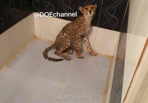 واكنش فرمانده یگان حفاظت محیط زیست به شائبه های مطرح شده درباره كشف یوزپلنگ در پایتخت