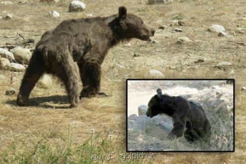 ضعف در امكانات عامل مرگ خرس ترجنلی، انتخاب بین وظیفه و احساس