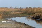 برداشت بی رویه عامل مرگ تالاب های یزد است