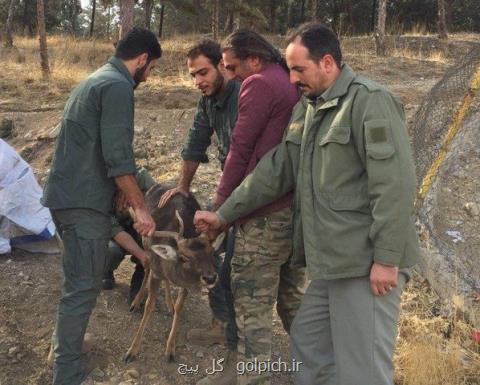 ابطال مجوز یك مركز نگهداری حیات وحش در تهران، انتقال چهار گوزن قرمز اروپایی به پردیسان
