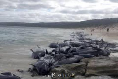 خودكشی ۱۵۰ نهنگ در سواحل استرالیا