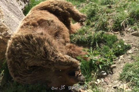 لاشه یك قلاده خرس در منطقه پیر میشی شاهوار شاهرود پیدا شد