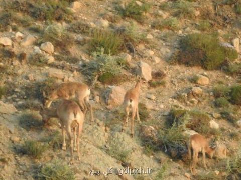 سه قلو زایی میش اوریال در پناهگاه حیات وحش حیدری