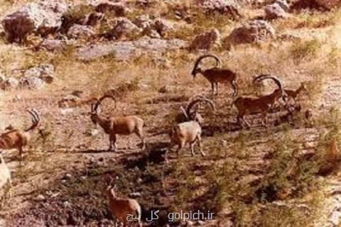 قوچ مستی، زمان اوج هجوم شكارچیان به حیات وحش