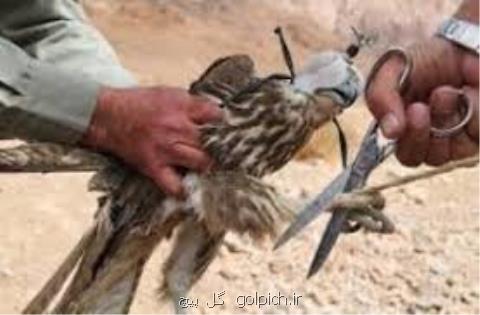 ادامه دام گذاری ها برای پرندگان مهاجر در روستاهای گیلان