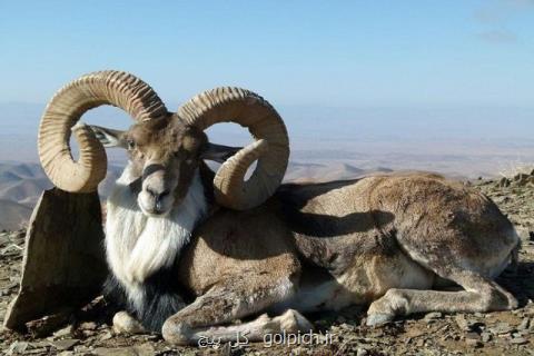 خراسان شمالی زیستگاه خالص ترین نژاد قوچ اوریال در ایران