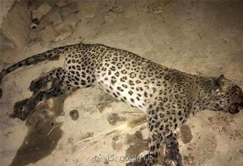لاشه یك قلاده پلنگ ایرانی در منطقه حفاظت شده گنو پیدا شد