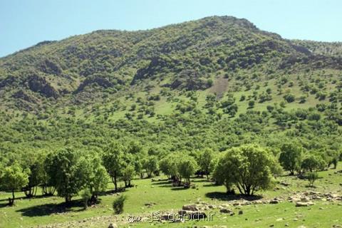 كاهش 6 میلیون هكتاری جنگل های ایران