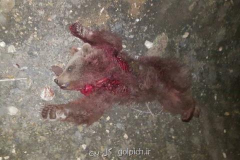 تصادف با خودرو علت مرگ خرس قهوه ای در مهدی شهر، راننده متواری است